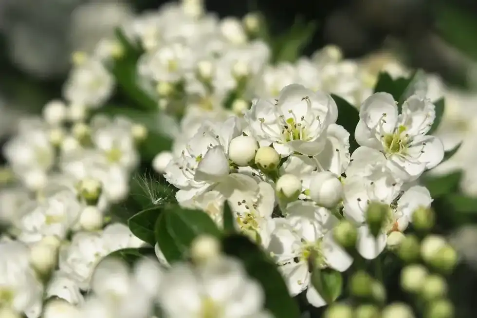 Discover the secrets of the lonely Crataegus with these hawthorn tree facts.