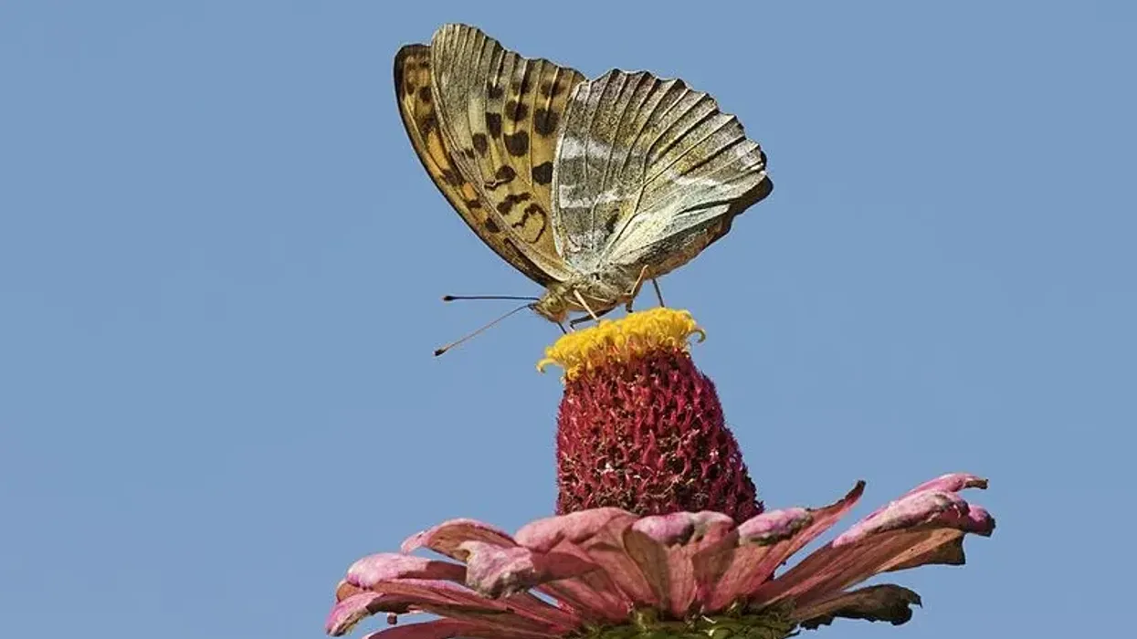 Discover these absolutely exciting and fascinating 17 silver-washed fritillary facts.