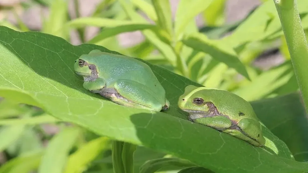Discover these cool Japanese tree frog facts here at Kidadl.
