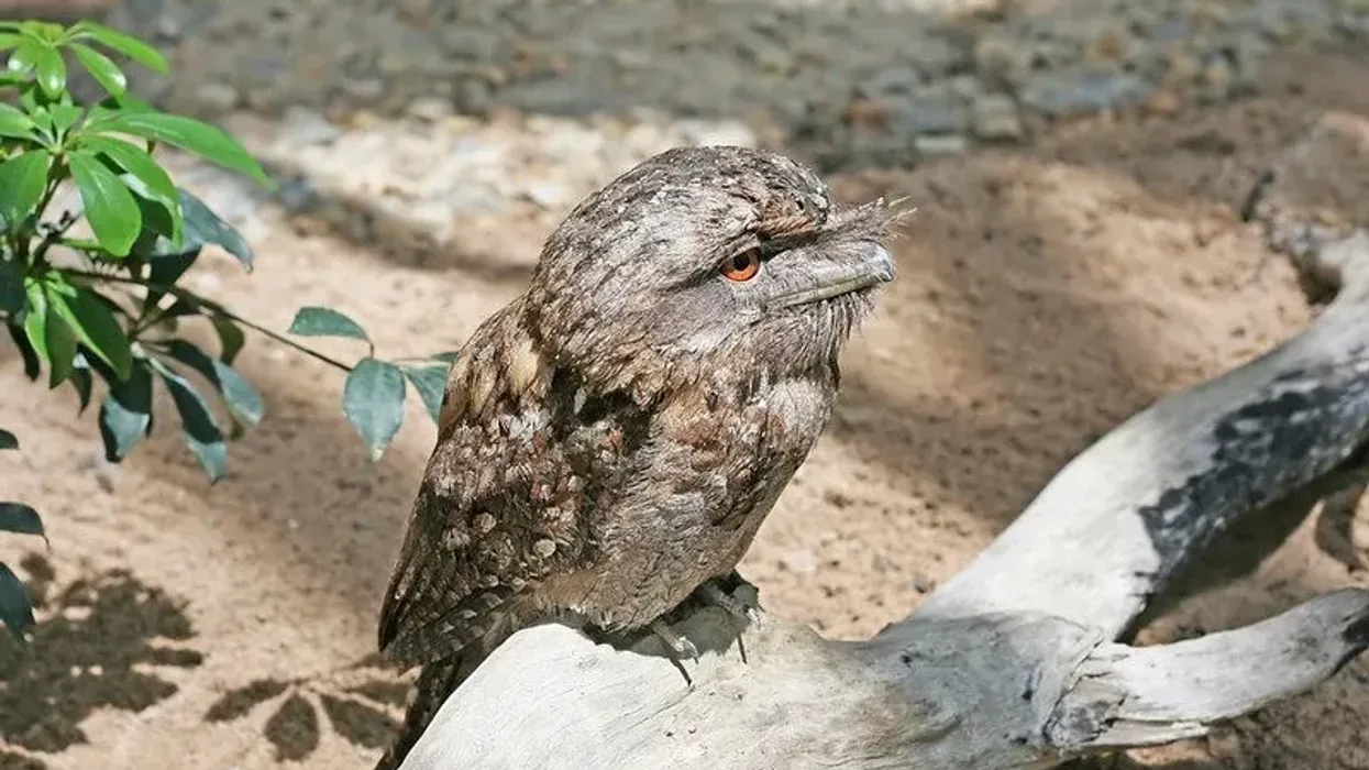 Discover these cool Papuan frogmouth facts here at Kidadl.