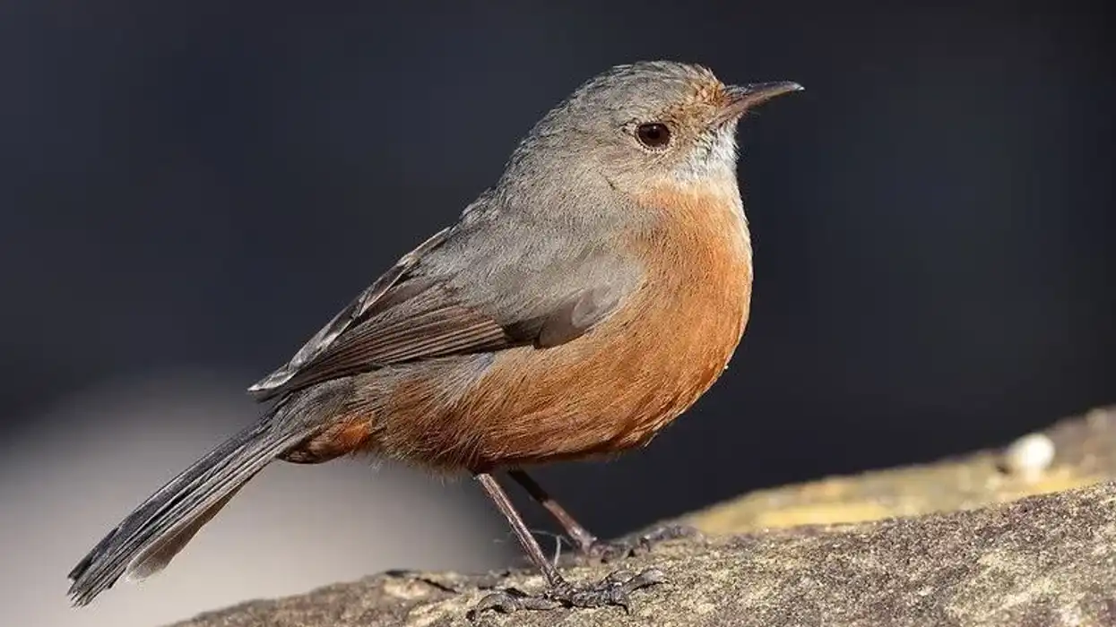 Discover these cool pilotbird facts here at Kidadl.