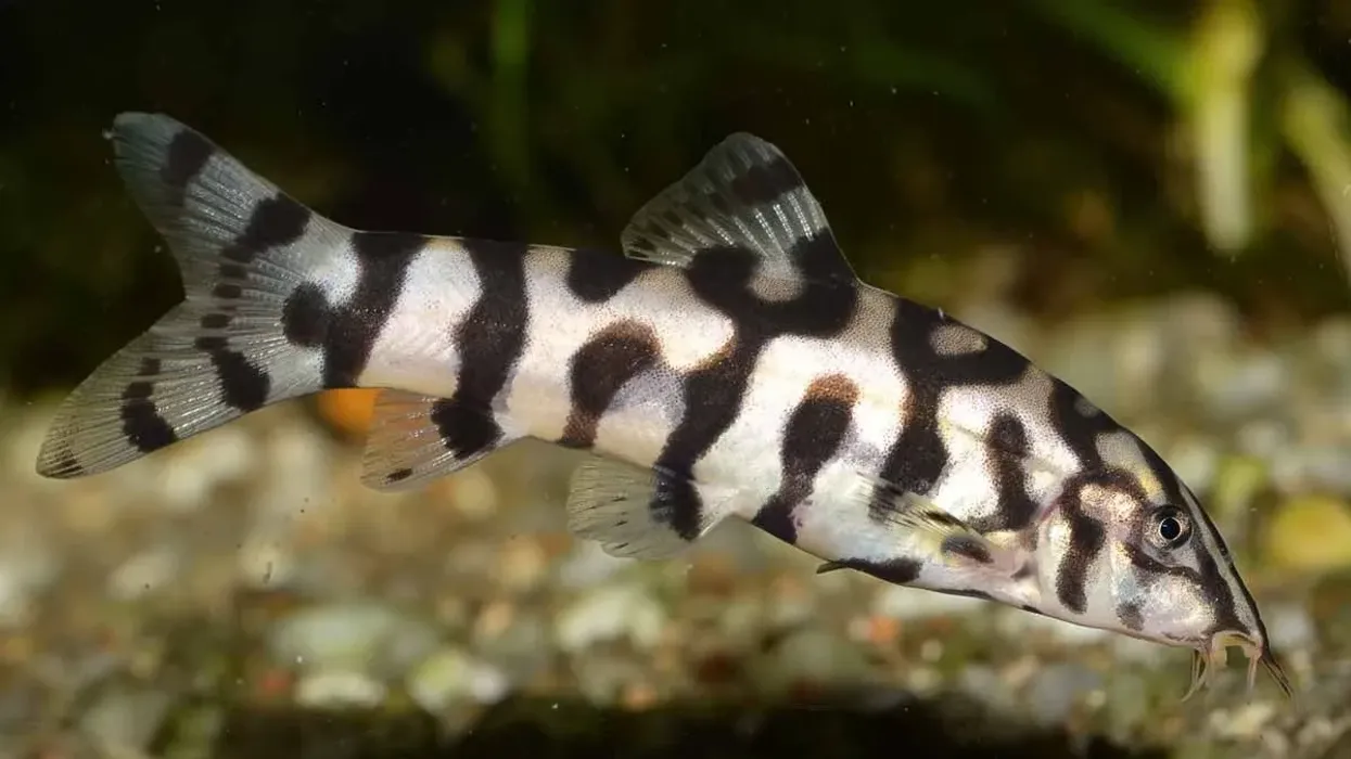 Discover this aquatic beauty by reading loach facts