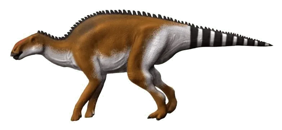 Discover this dinosaur by reading these Brachylophosaurus facts.