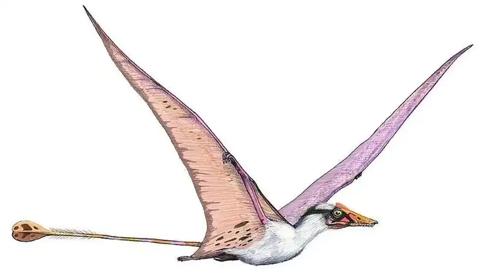 Discover thrilling Campylognathoides facts about its wild habitat, classification, teeth, jaw, tail, skull, and more!