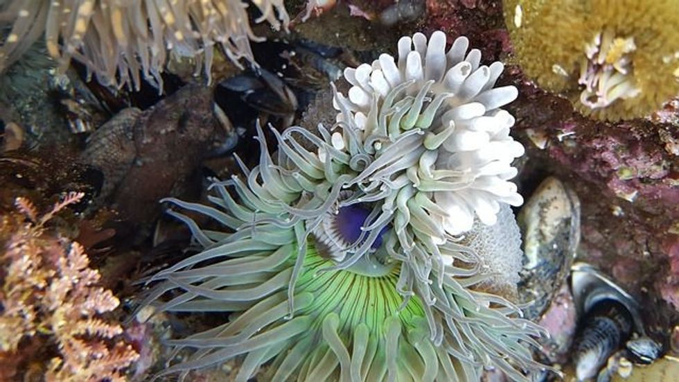 Discover tide pool facts about these fun isolated pockets of water that are popular across the world.