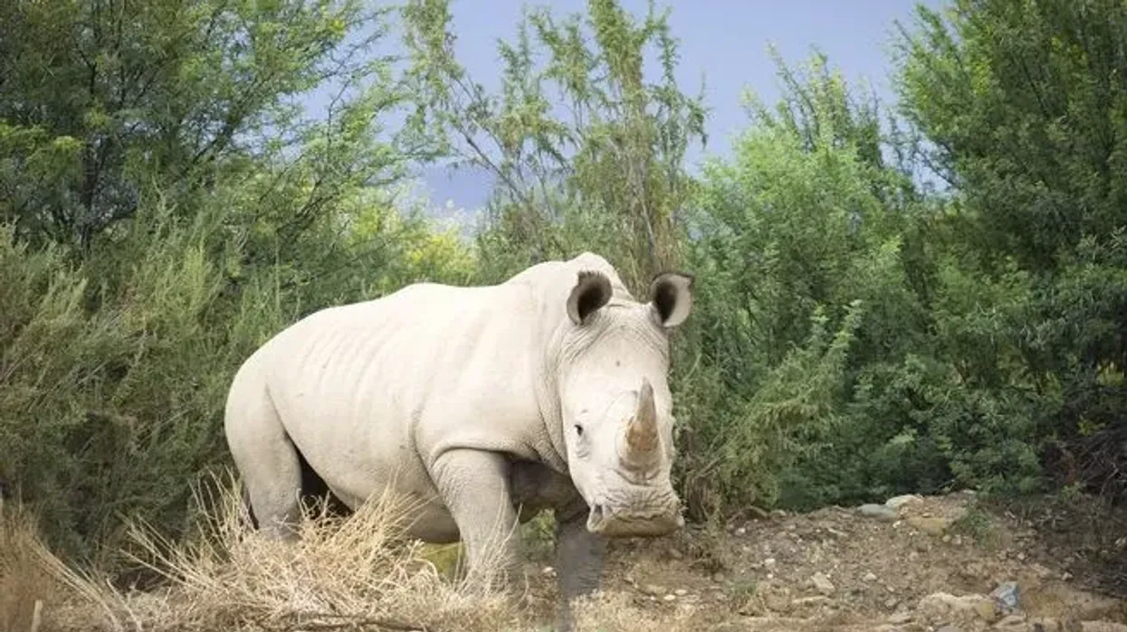 Discover white rhinoceros facts about this Near Endangered species.
