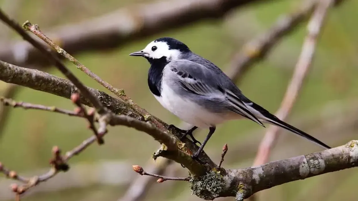 Discover white wagtail facts which are interesting and fun