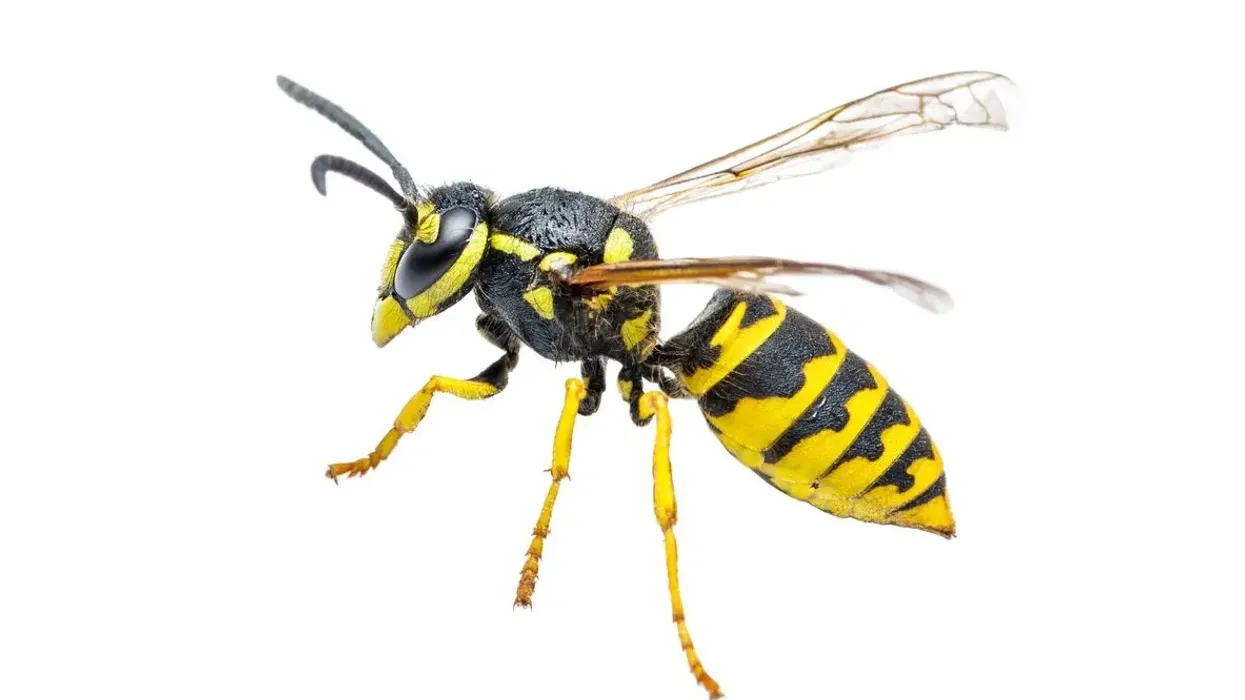 Discover yellow jacket wasp facts about this arthropod insect that is mainly found in North America.