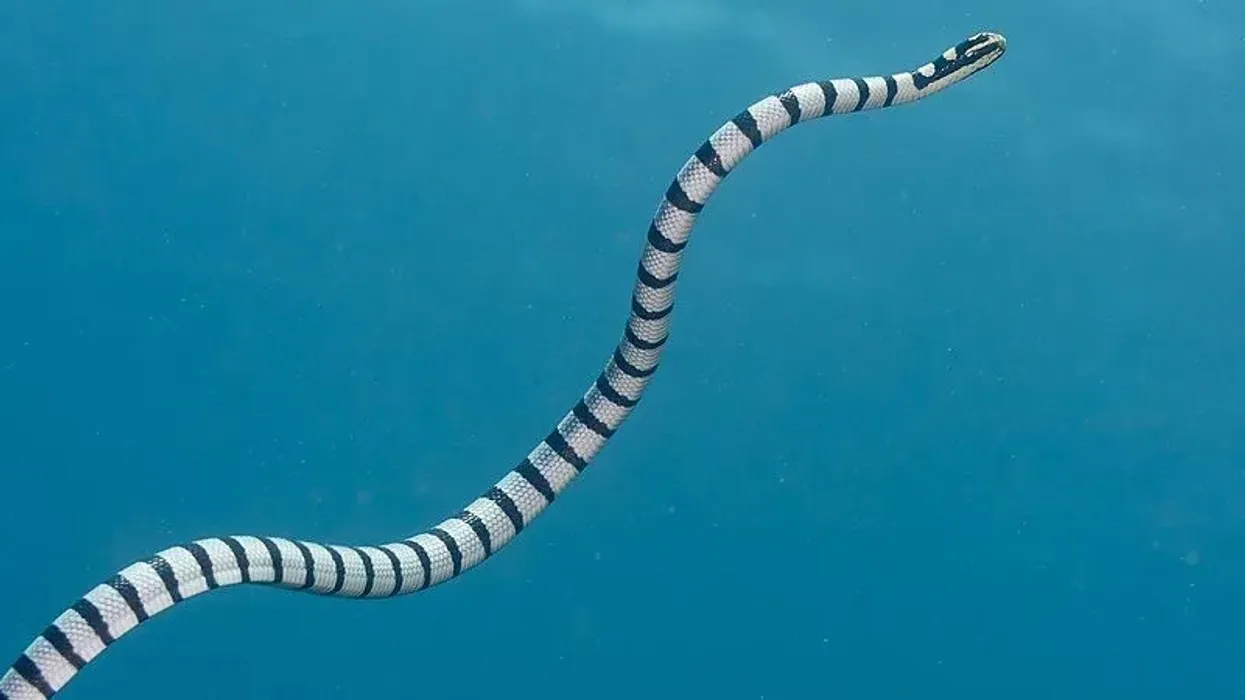 Discover yellow-lipped sea krait facts about its range, habitat, appearance, and much more!