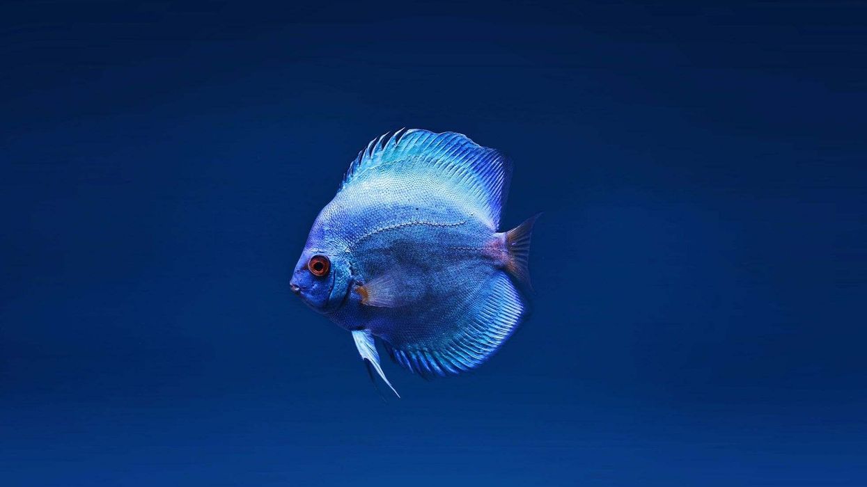 Discus fish facts tell us that they are one of the most popular aquarium fishes.