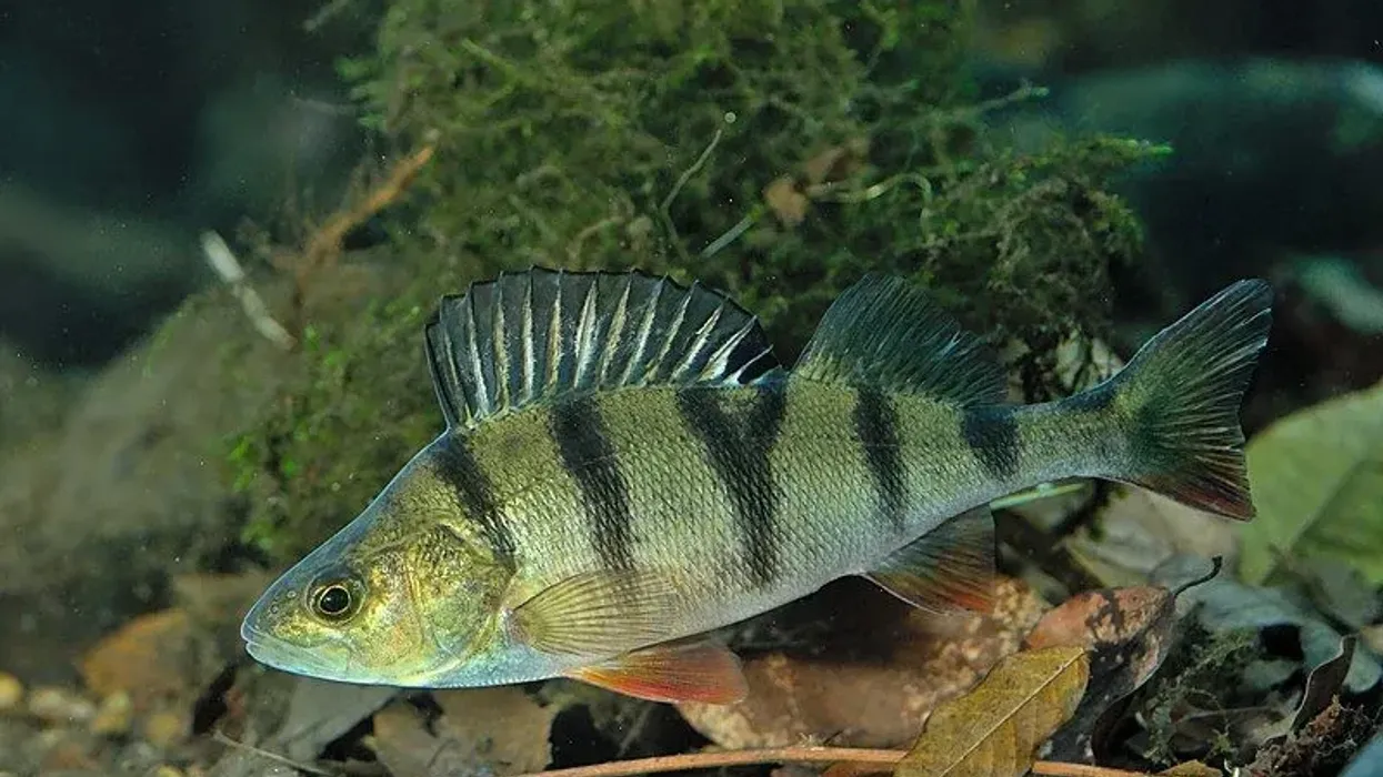 Dive in with us to read some amazing European perch facts!