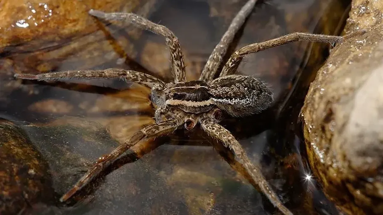 Dive into our fishing spider facts to learn more!