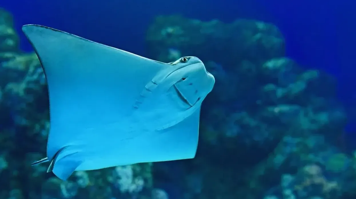 Dive into the vibrant aquatic world with interesting eagle ray facts.