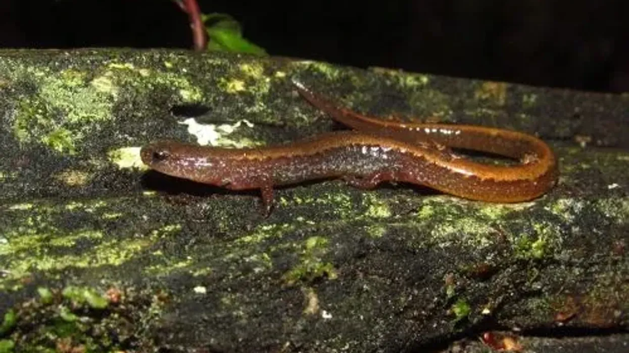 Dive into these interesting dwarf salamander facts.