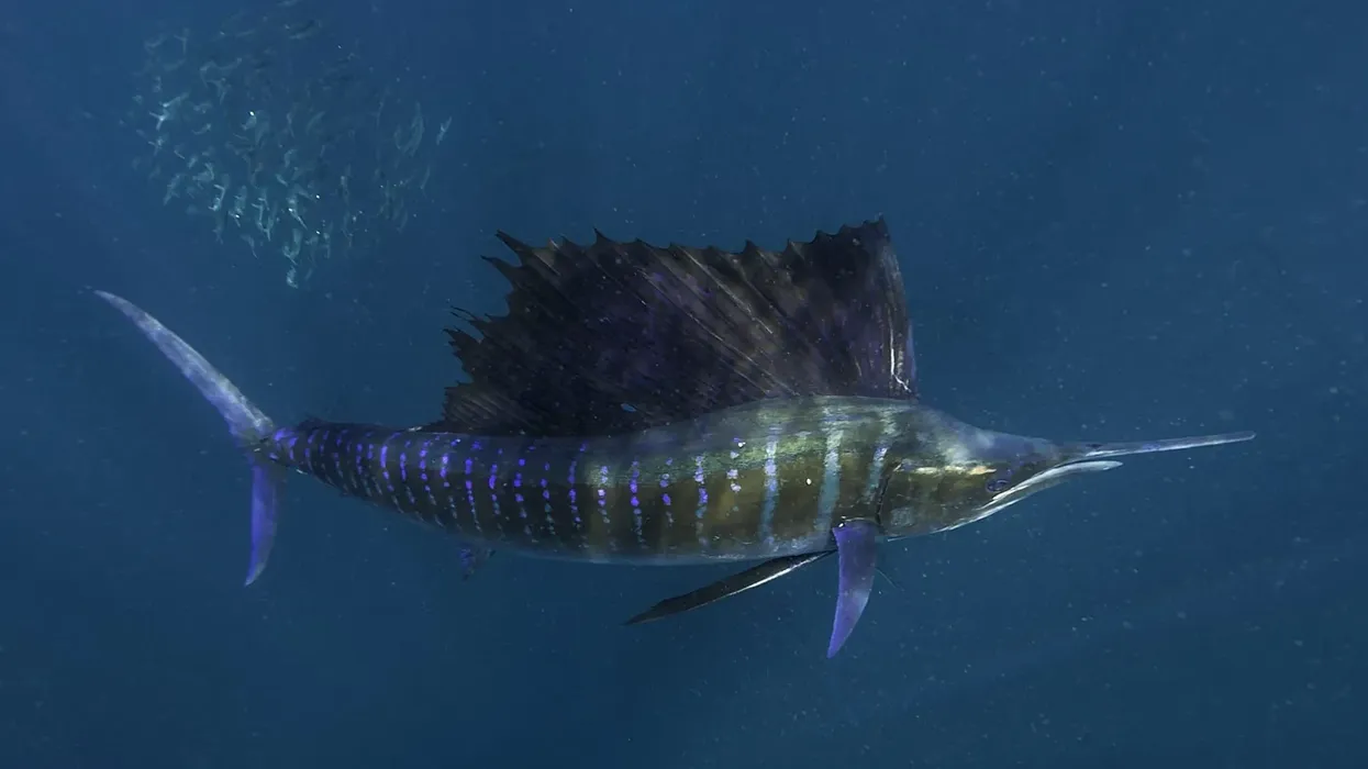 Dive into this virtual open ocean and learn more with these amazing Atlantic sailfish facts.
