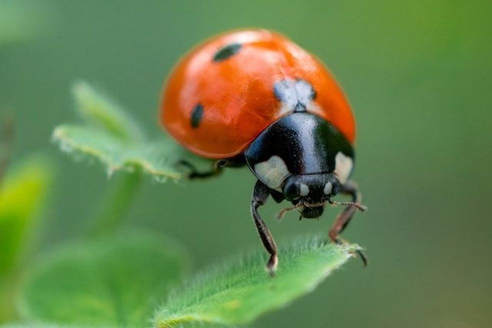 Do bugs have blood? Read on to find out!