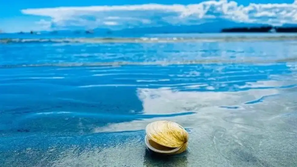 Do clams have pearls? Read on and learn some fun and interesting facts about how natural pearl beads are made by these mollusks!