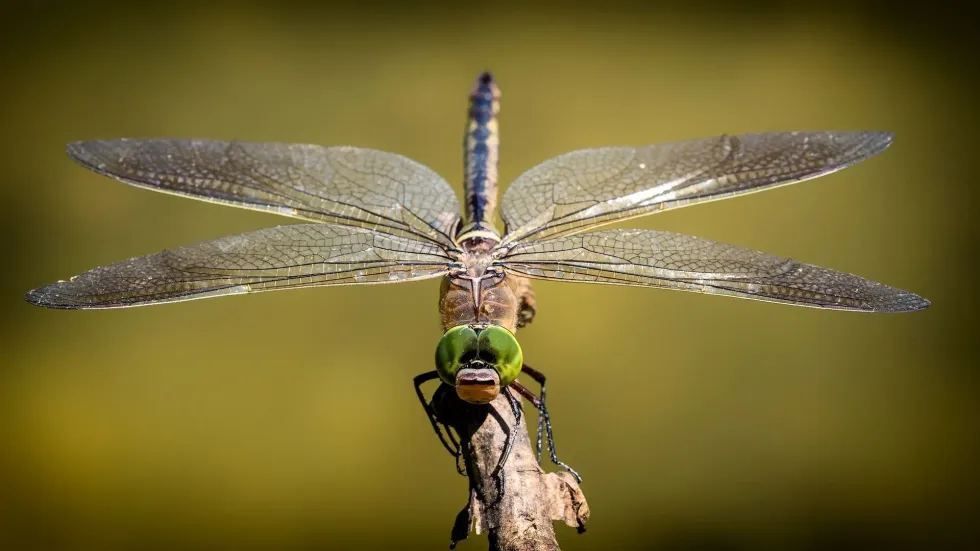 Do dragonflies eat mosquitoes? It's known that a dragonfly does prey on a lot of small insects.