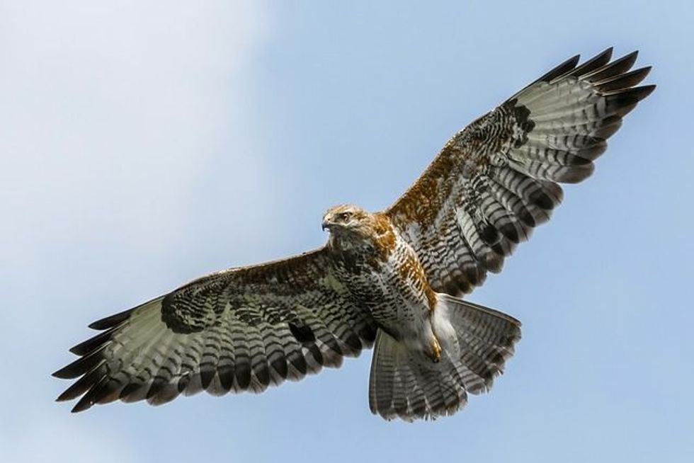 Do hawks eat snakes? Here are some amazing facts about the food chain that you will love! 
