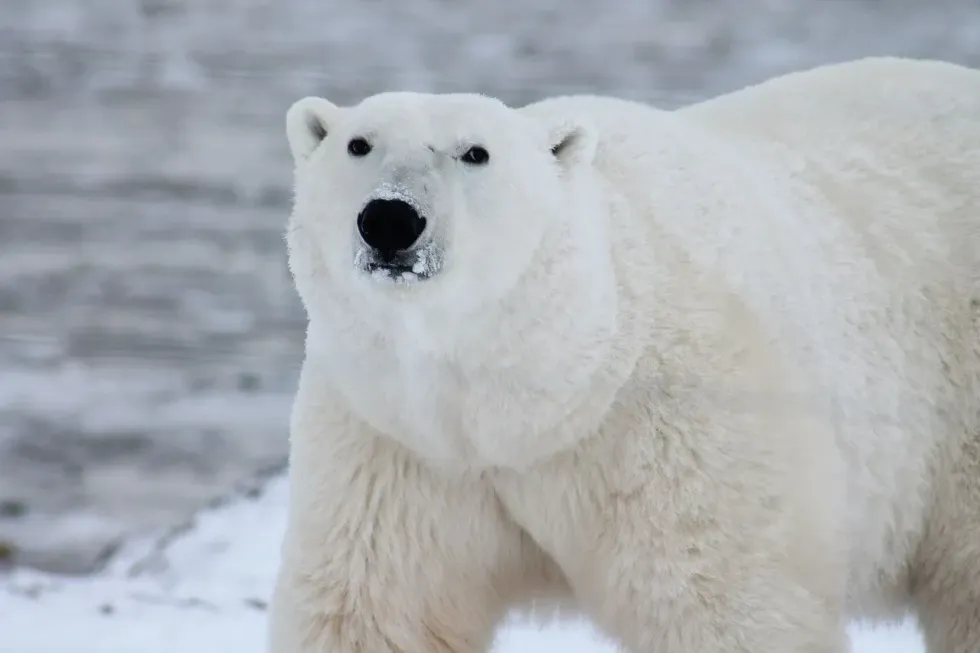 Do polar bears eat penguins or not? Keep reading to find out!