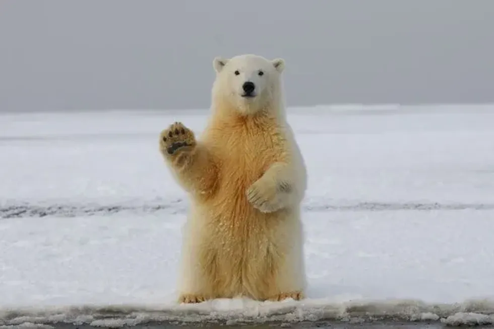 Do polar bears live in Antarctica? Keep reading to find out incredible facts about polar bears.