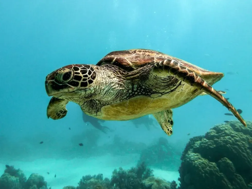 Do sea turtles eat jellyfish? Let's find out.