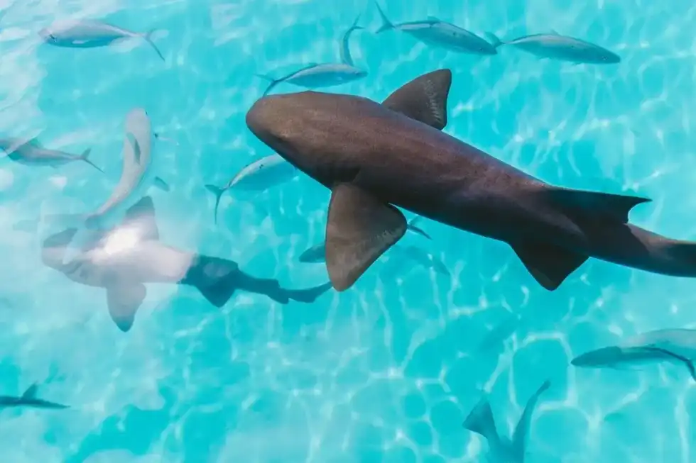 Do sharks eat dolphins? Read on for some amazing facts.