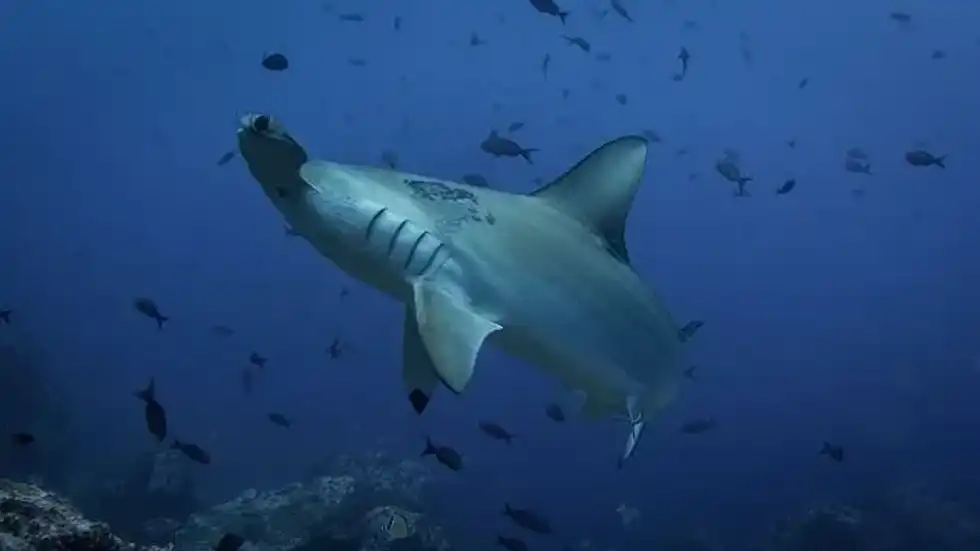 Do sharks have tongues? Let's find out more about sharks.