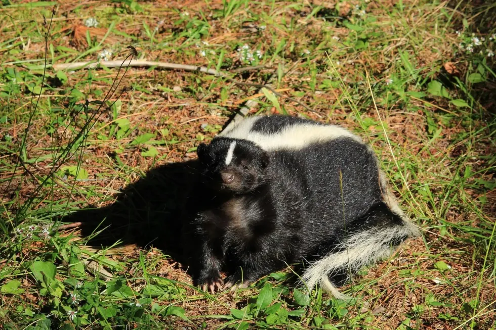Do skunks eat chickens? The animal with a secret foul spray weapon.