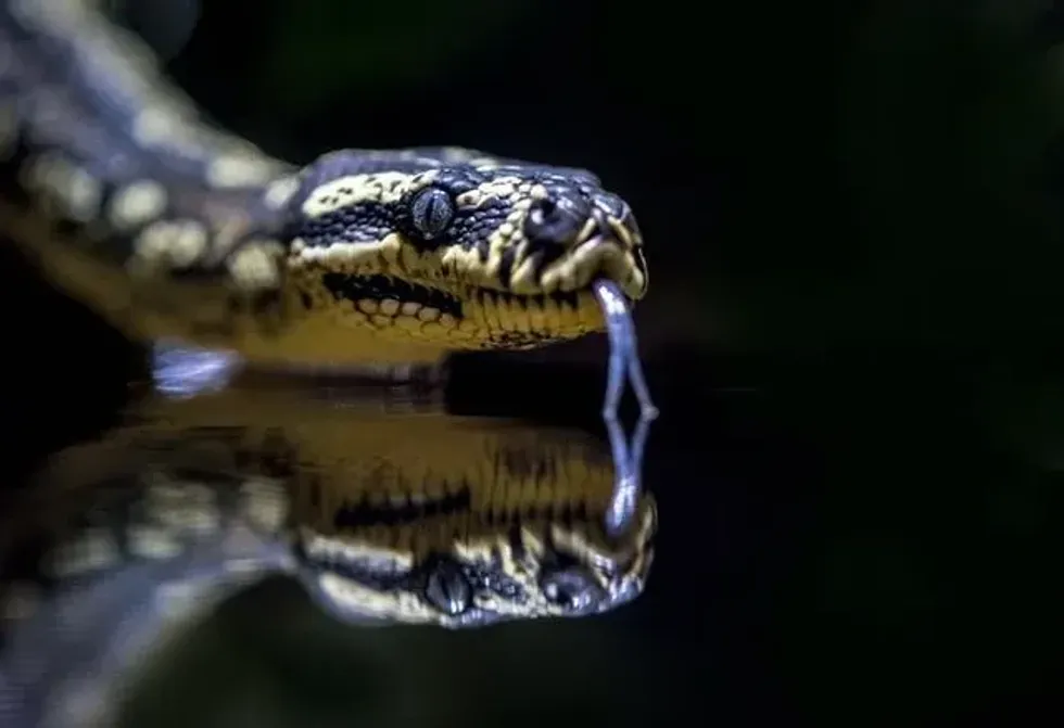 Do snakes drink water? Find out.