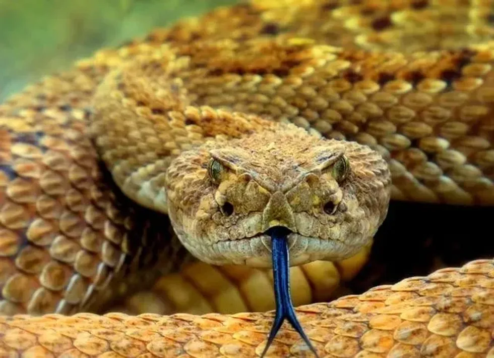 Do snakes have bones? Find the answer and more never before known facts here in this article.