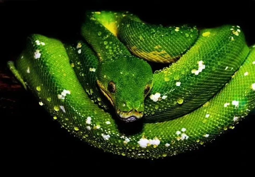 Do snakes have ears? Can they hear? Find out here.