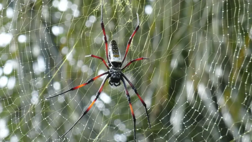 Do spiders molt? Find out here!