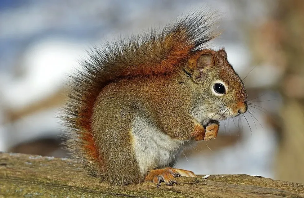 Do squirrels eat bird eggs? Squirrels are experts in stealing eggs and killing young birds.