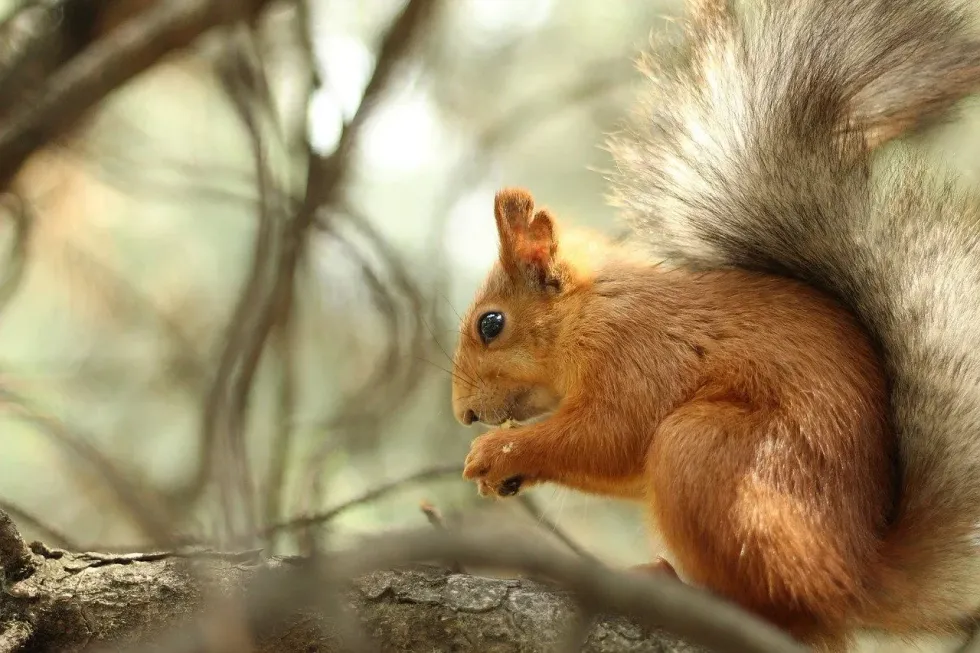 Do squirrels eat meat? Yes, wild squirrels, being scavengers, hunt for their food, which includes meat.