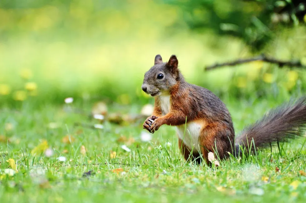 Do squirrels have rabies? Squirrels do not inherently carry rabies.