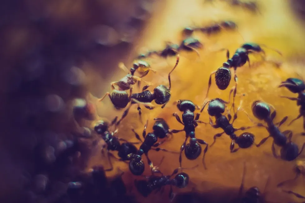 Do sugar ants bite? Yes, they might bite out of self-defense.