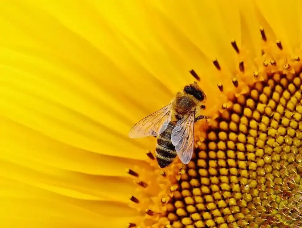 Do wasps make honey? Find out in this article