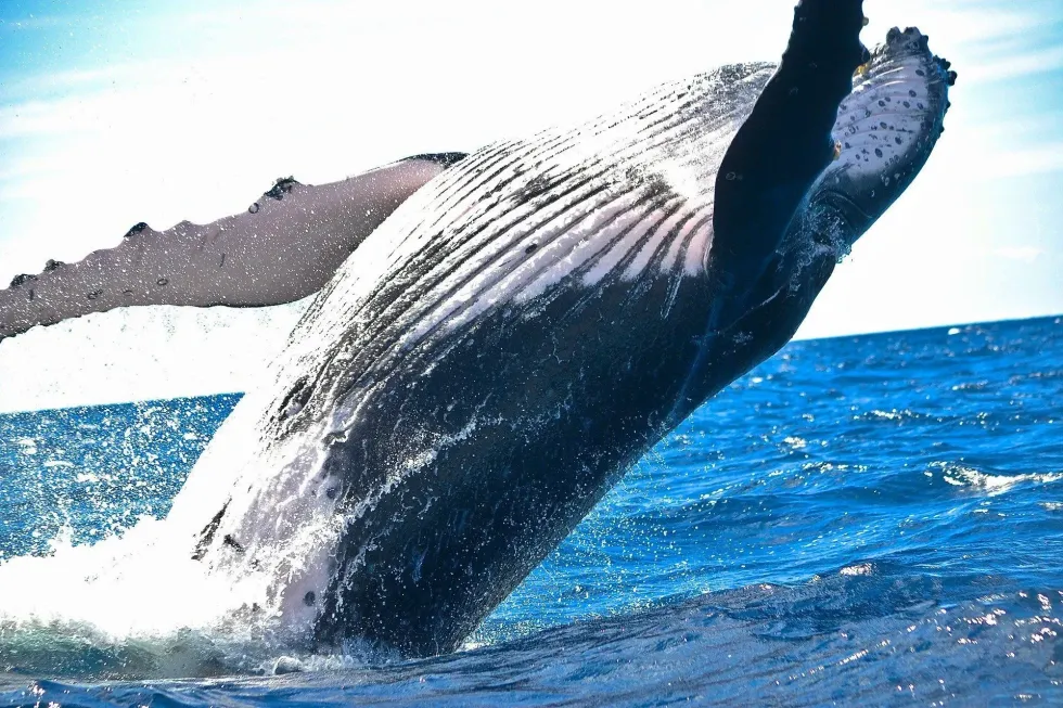 Do whales die of old age? Find out in this article.