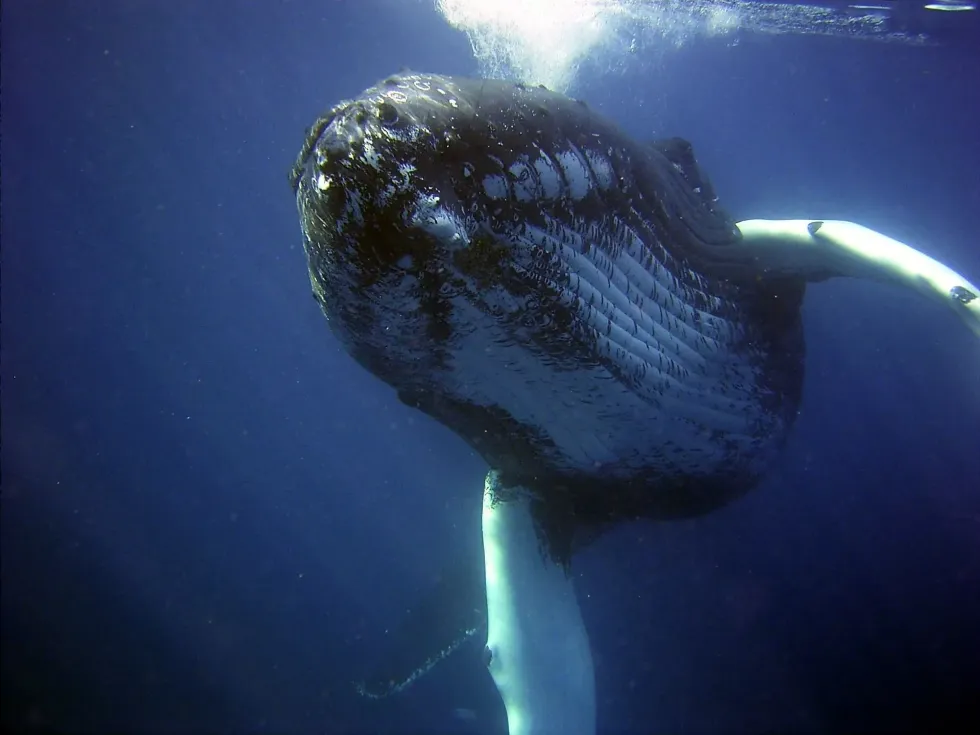 Do whales have hair on their bodies? Let's find out together.
