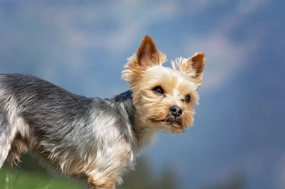 Do Yorkies shed? Let's explore more amusing facts about the long-haired dog breed.