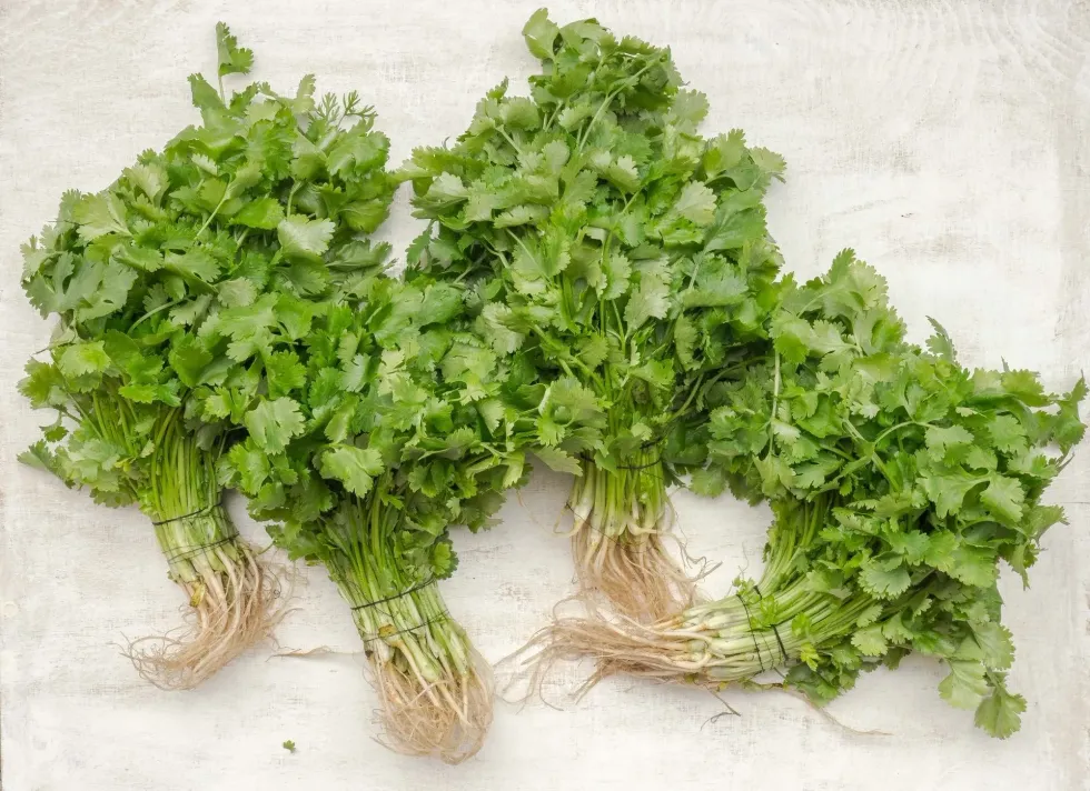 Do you absolutely dislike coriander? Then you can learn a lot from I Hate Coriander Day.