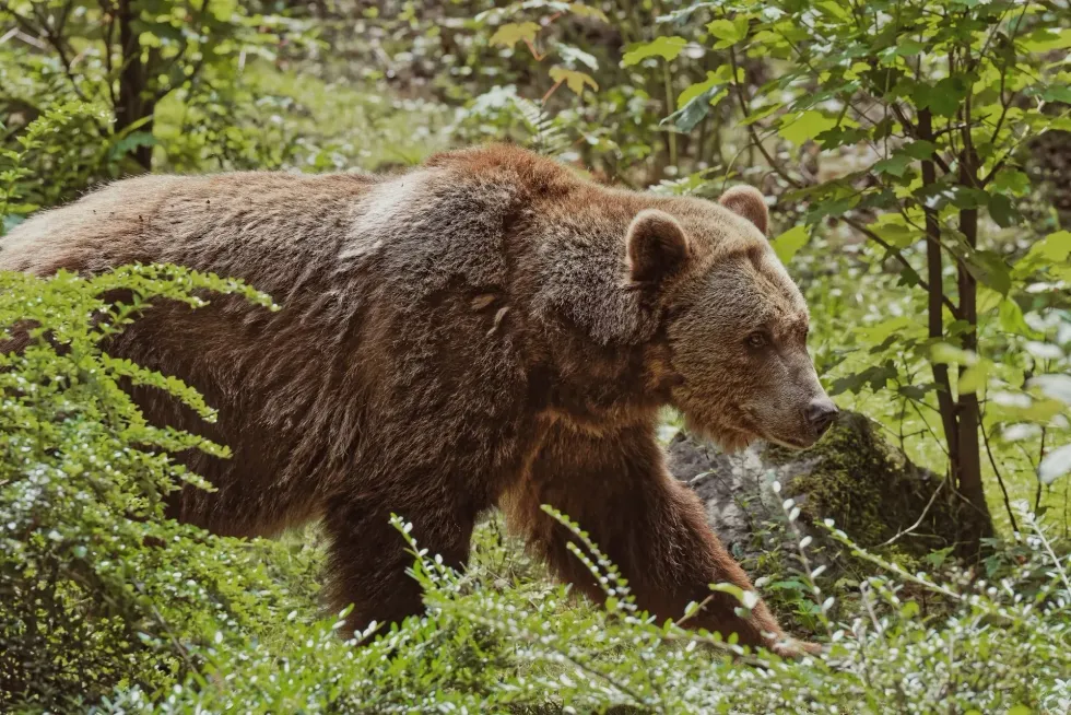 Do you know why the grizzly bear is so fast, how fast can they can run and grizzly bear speed?