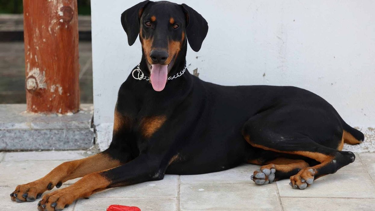Doberman facts about the famous guard dog breed with a devoted temperament.