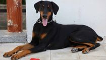 Doberman facts about the famous guard dog breed with a devoted temperament.