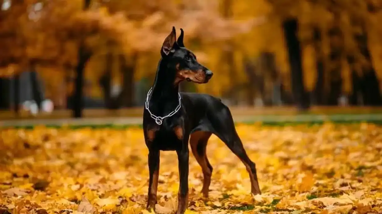 Doberman husky mix facts, affectionately known as dobsky