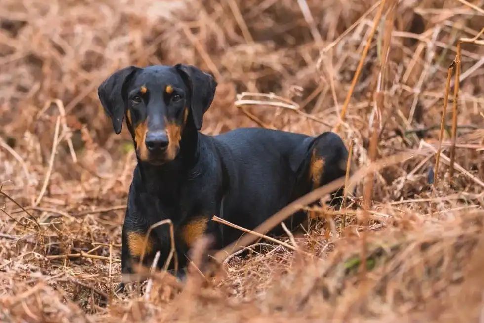 Doberman vs Rottweiler facts: Dobermans and Rottweilers are two distinct dog breeds that have many similarities as well as differences.