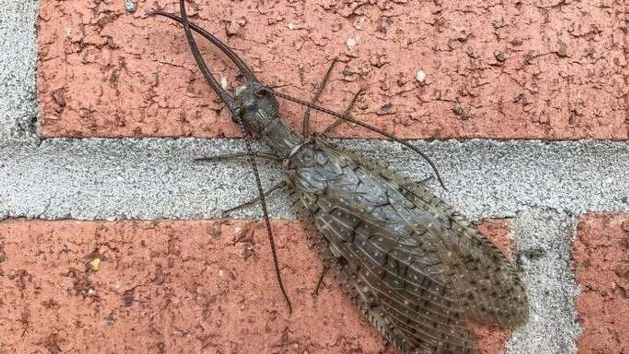 Dobsonfly facts for kids are educational!