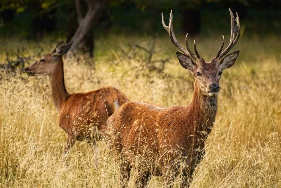 Does may raise up on their hind legs
