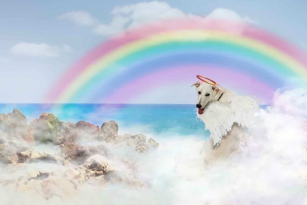 Dog angel with wings and halo crossed over the rainbow bridge sitting in clouds near the ocean